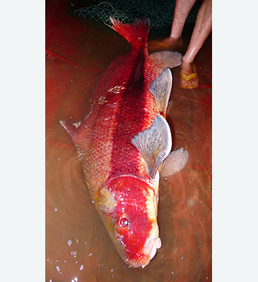 Record photograph for Myxocyprinus asiaticus